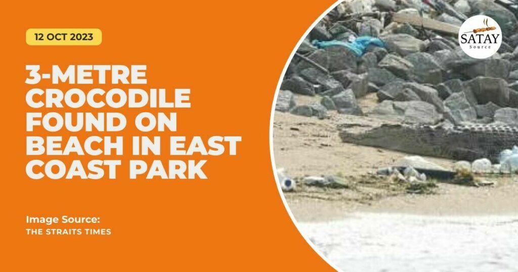 3-Metre Crocodile Found on Beach in East Coast Park