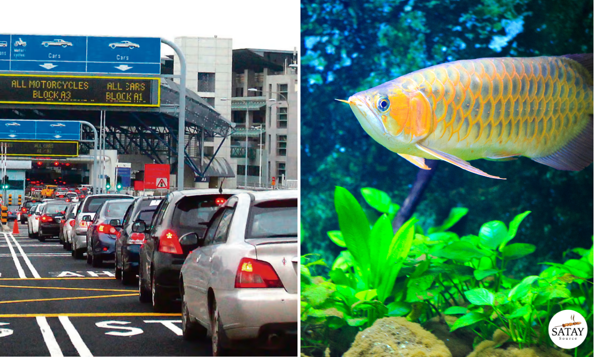 Malaysian Man has been Jailed for Smuggling Asian Arowanas into Singapore.