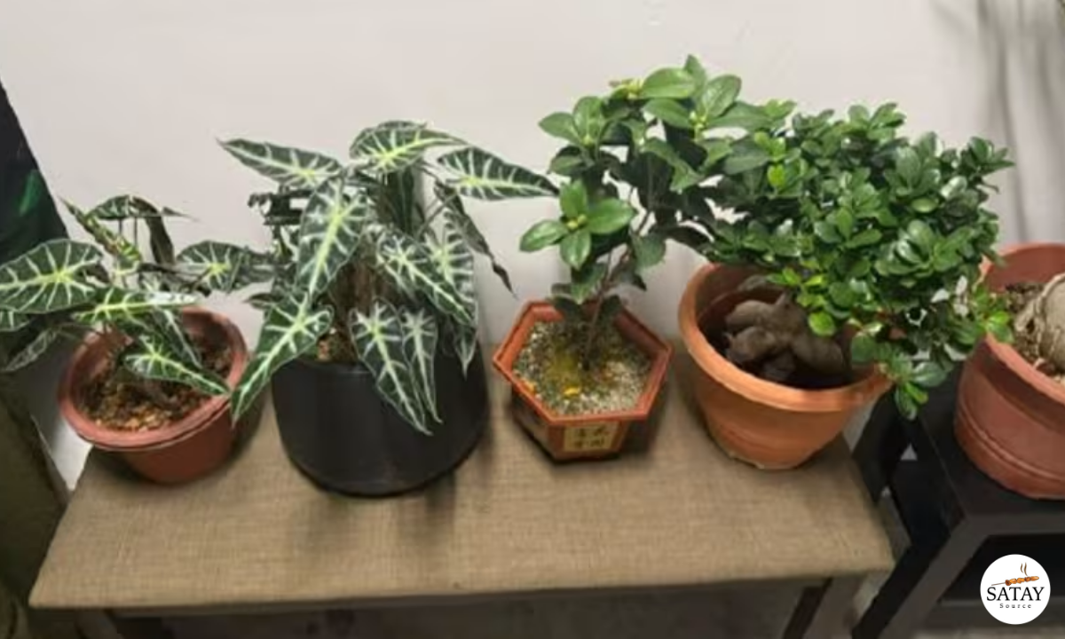 Man Faces Charges for Stealing Plants Worth Over S$1,400, Including Bonsai and Cactuses
