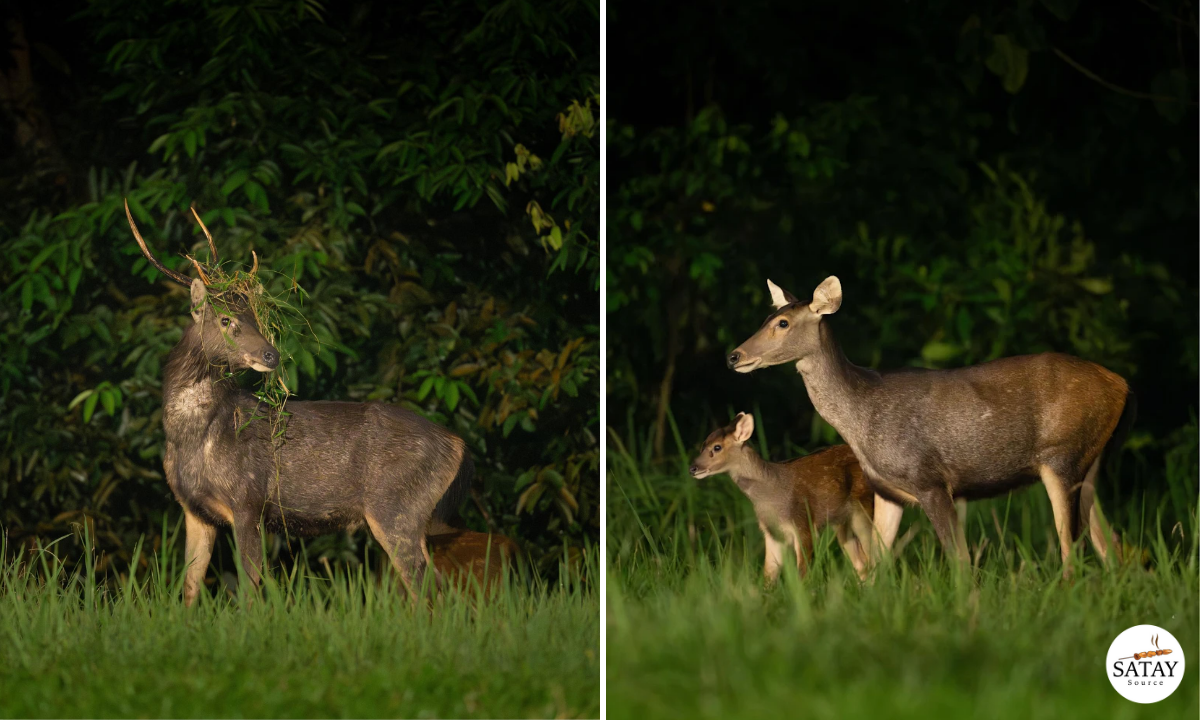 Photographer Spots Rare Male Sambar Deer in CCNR, Calls for Better Road Protections