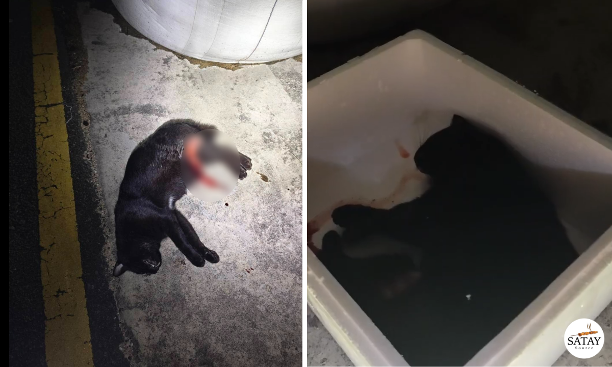 Cat carcass was first found in the middle of a road used by heavy vehicles.