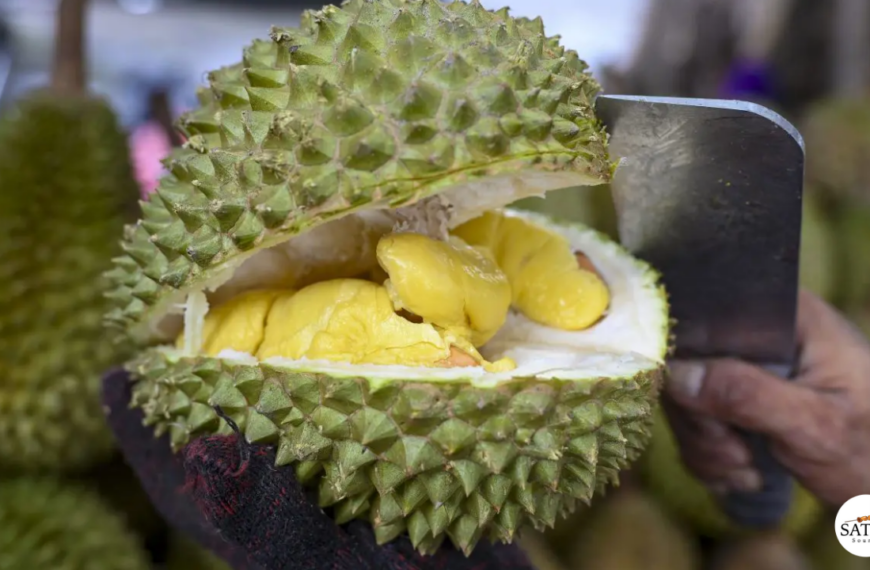 Musang King Durian Prices Hit Decade Low in Singapore, Expected to Last Two More Weeks